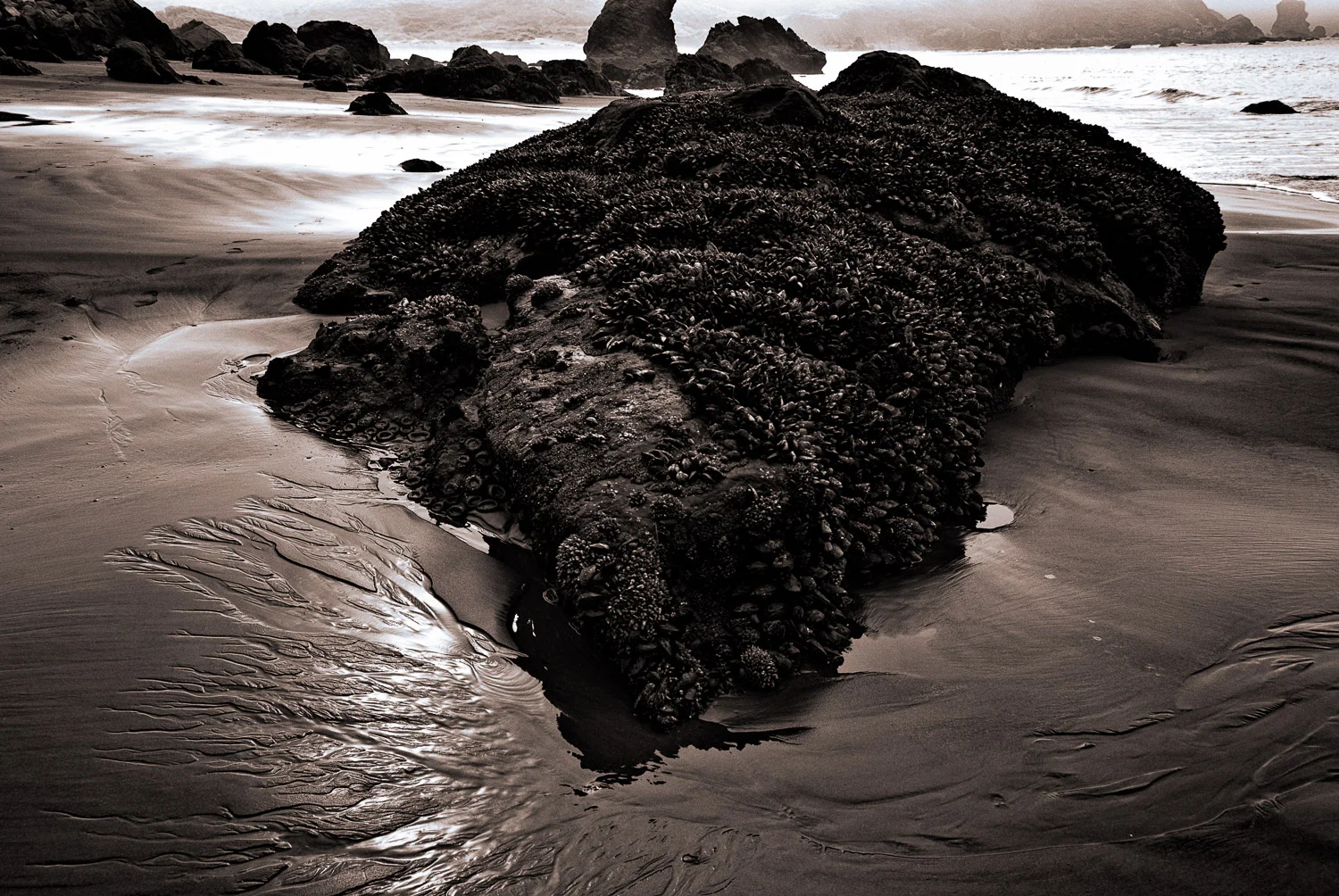 Mussel Rocks, Muir Beach | Mark LIndsay