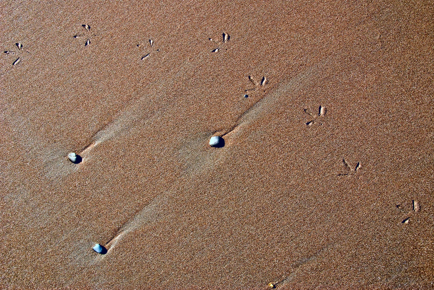 Muir Beach #1 | Mark Lindsay