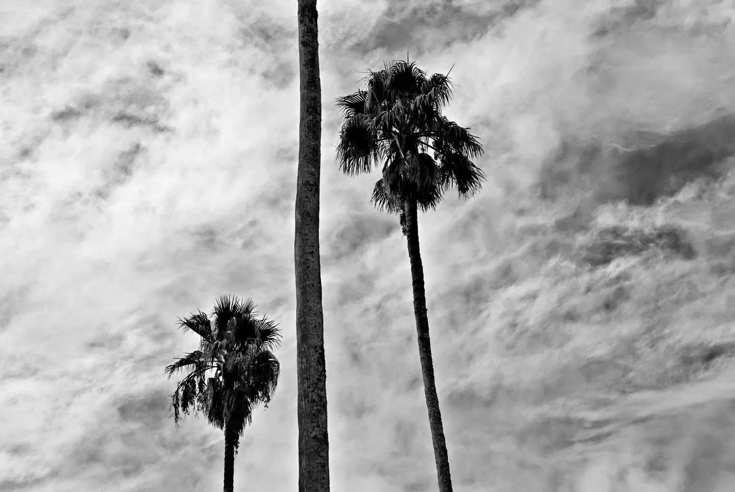 Larkspur Palms #2 | Mark Lindsay