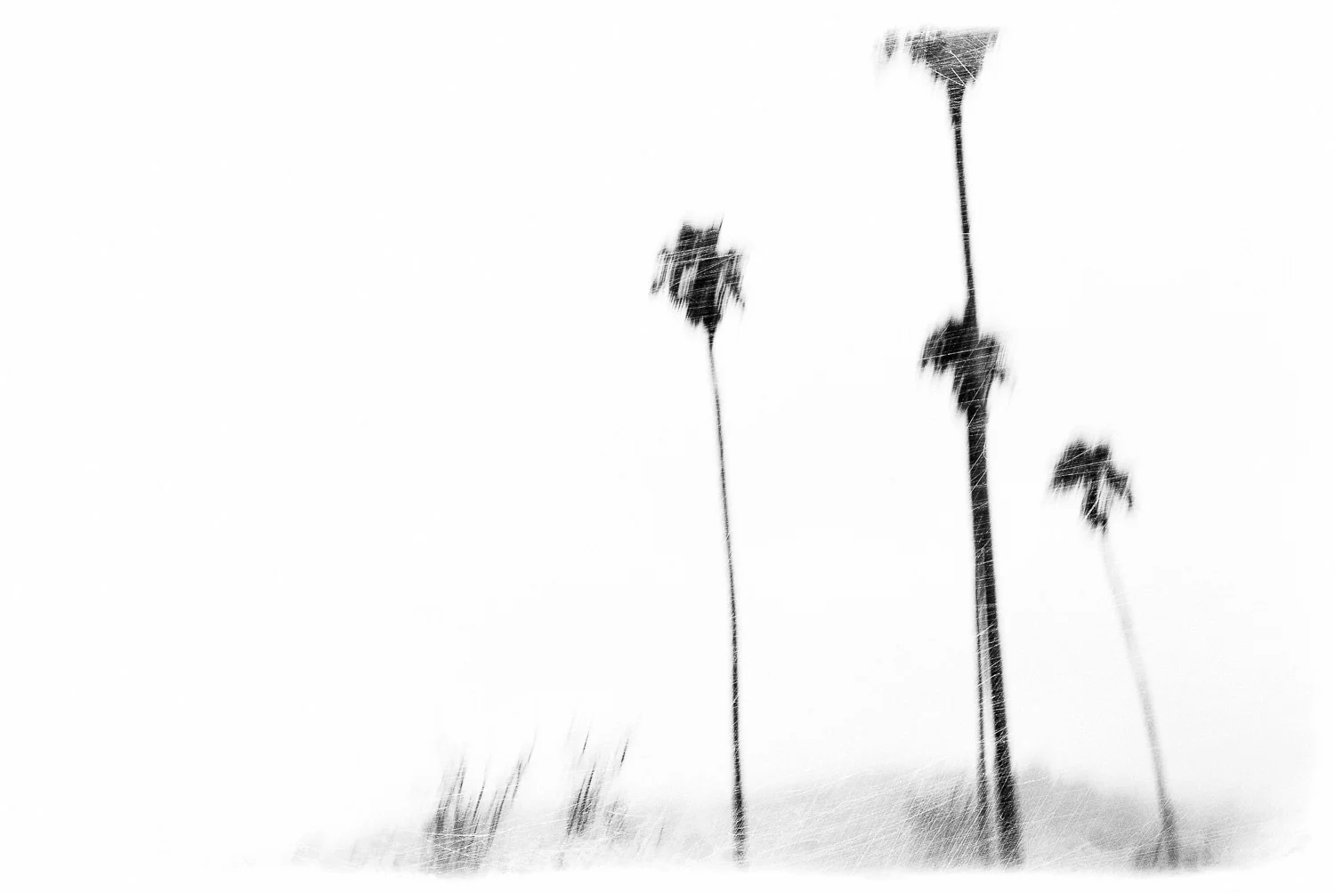 The Dream Palms of Larkspur