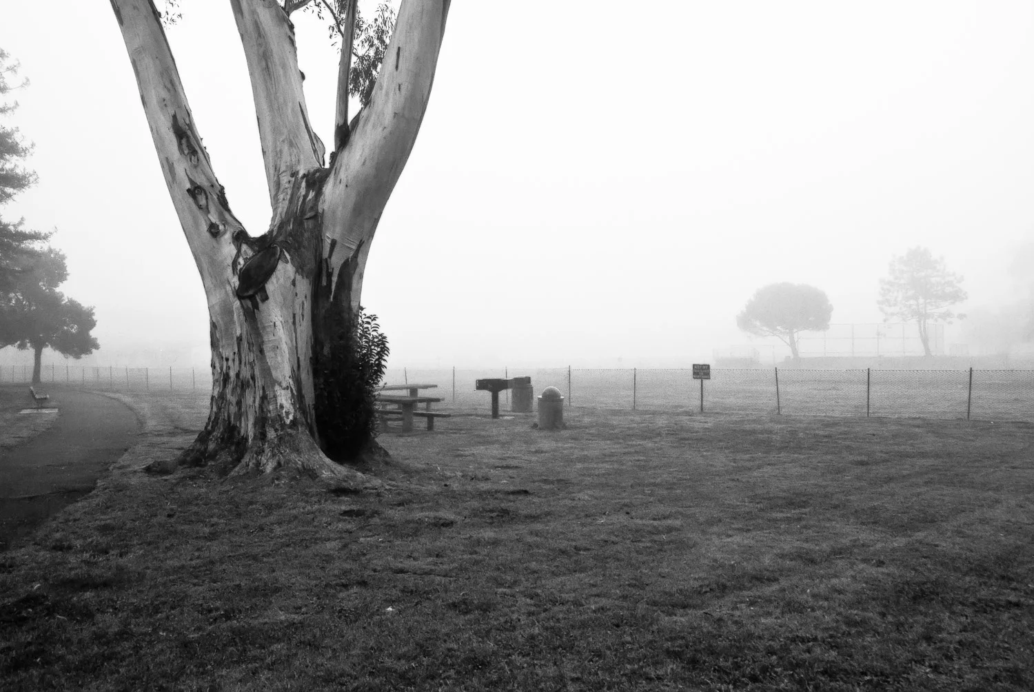 Park Tree in Winter | Mark Lindsay