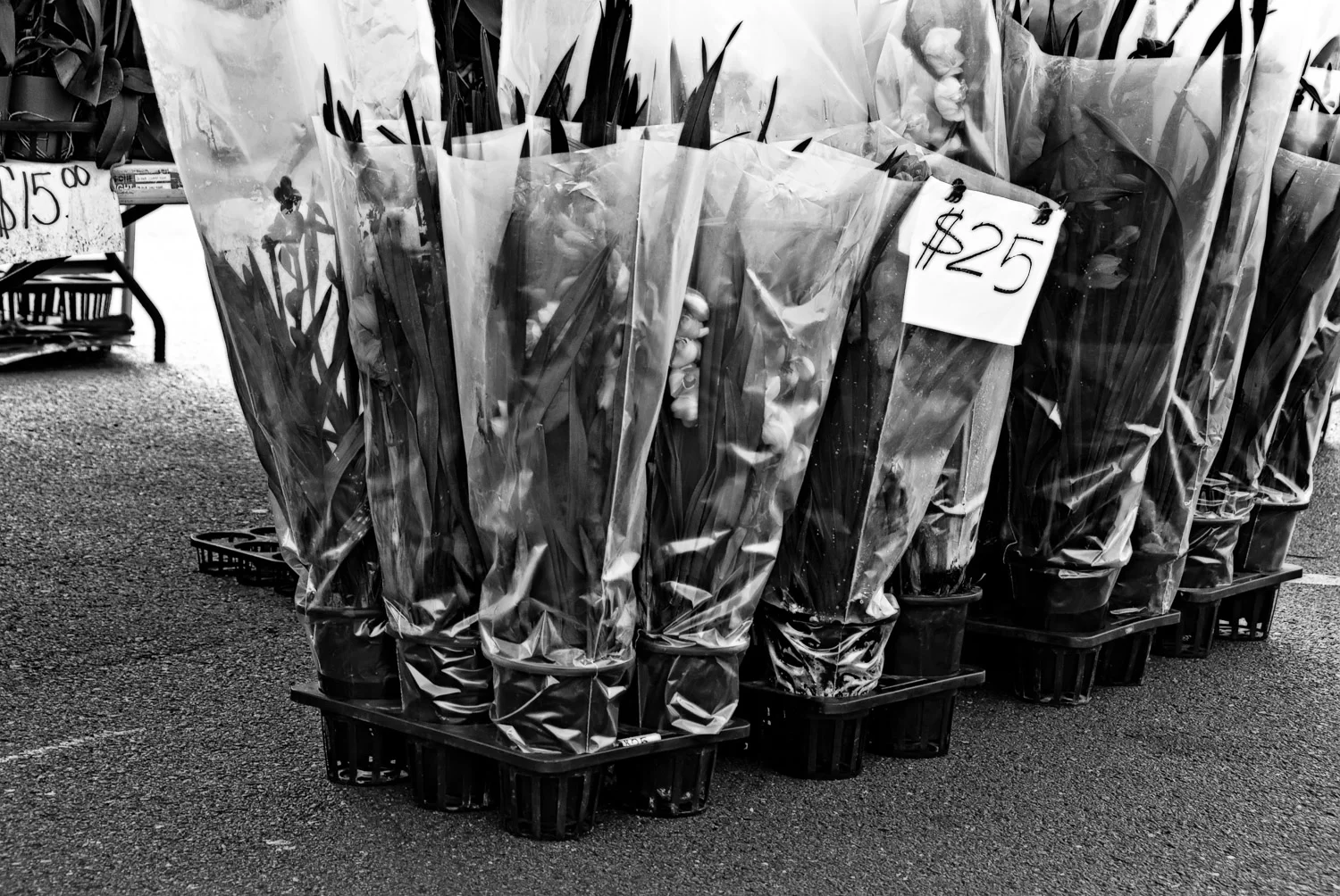 Flowers for $25 | Mark Lindsay
