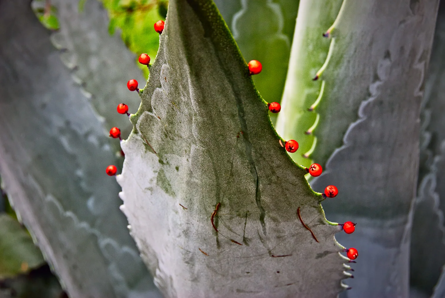 The Pyracantha Caper