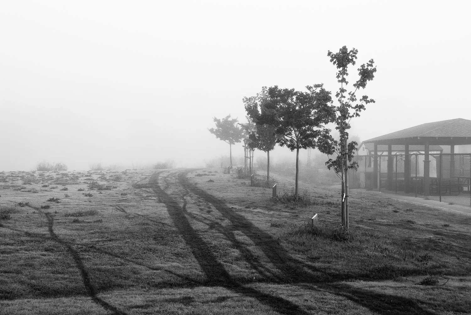Trees in Fog | Mark Lindsay