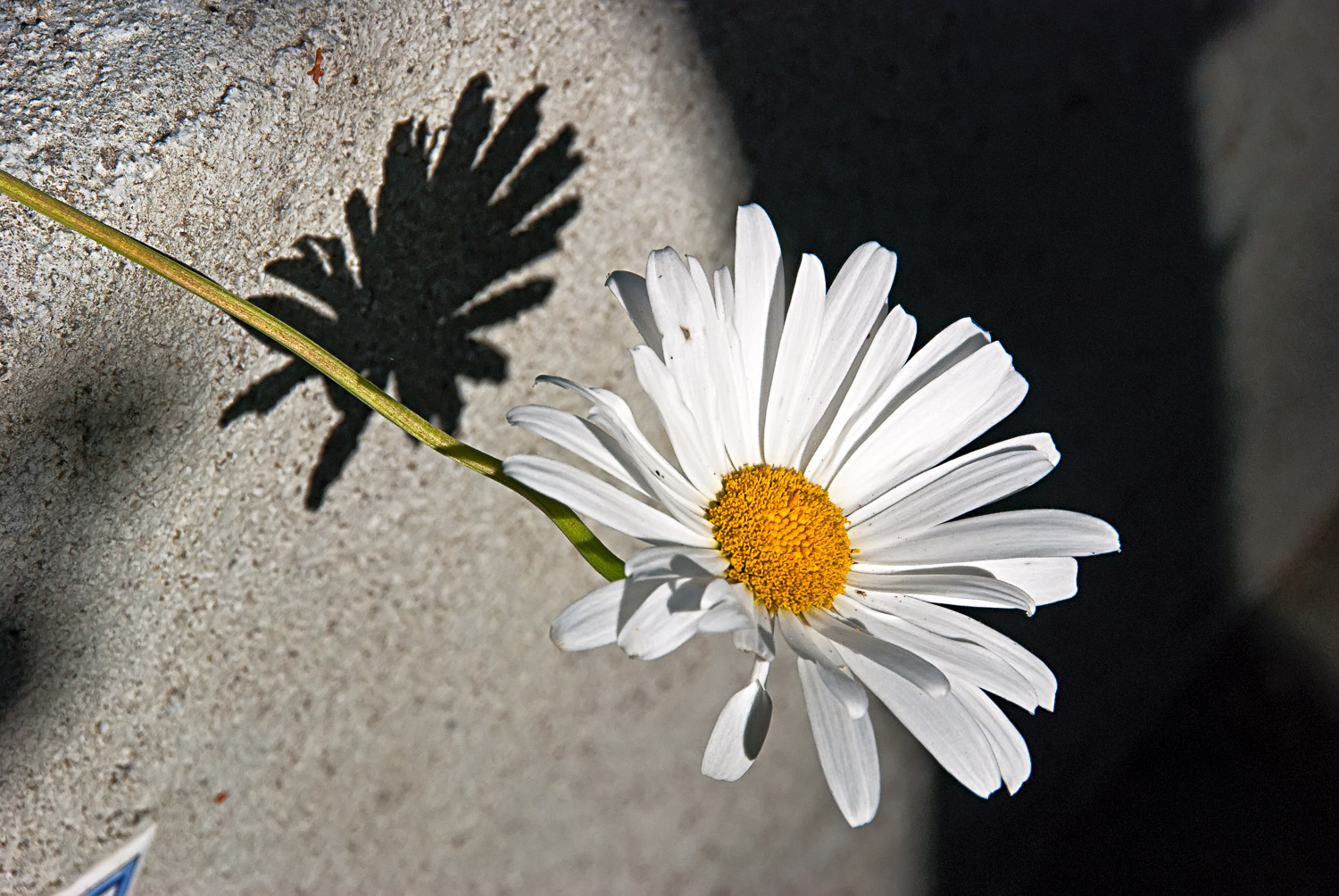 Front Yard Daisy | Mark Lindsay