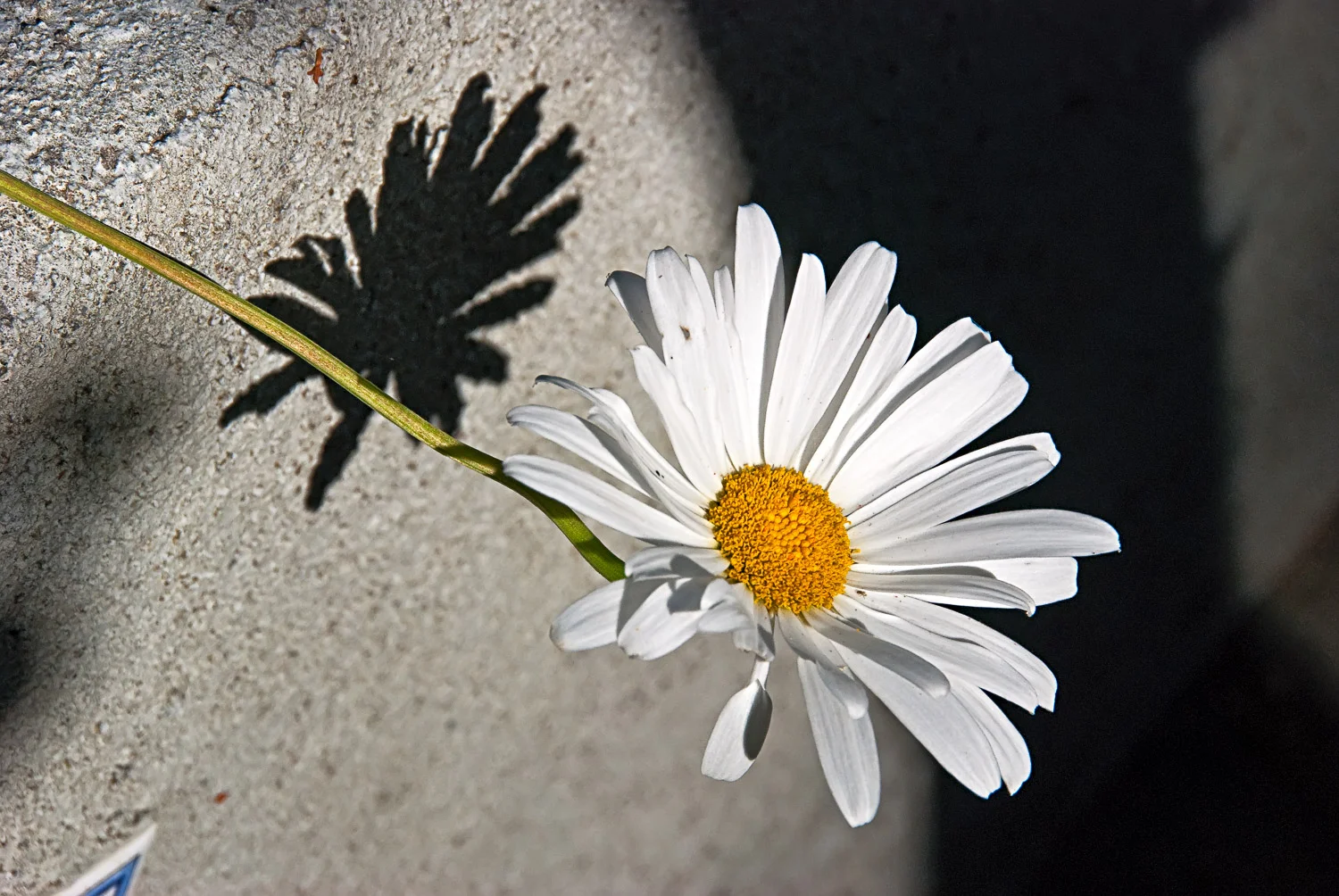 Front Yard Daisy | Mark Lindsay
