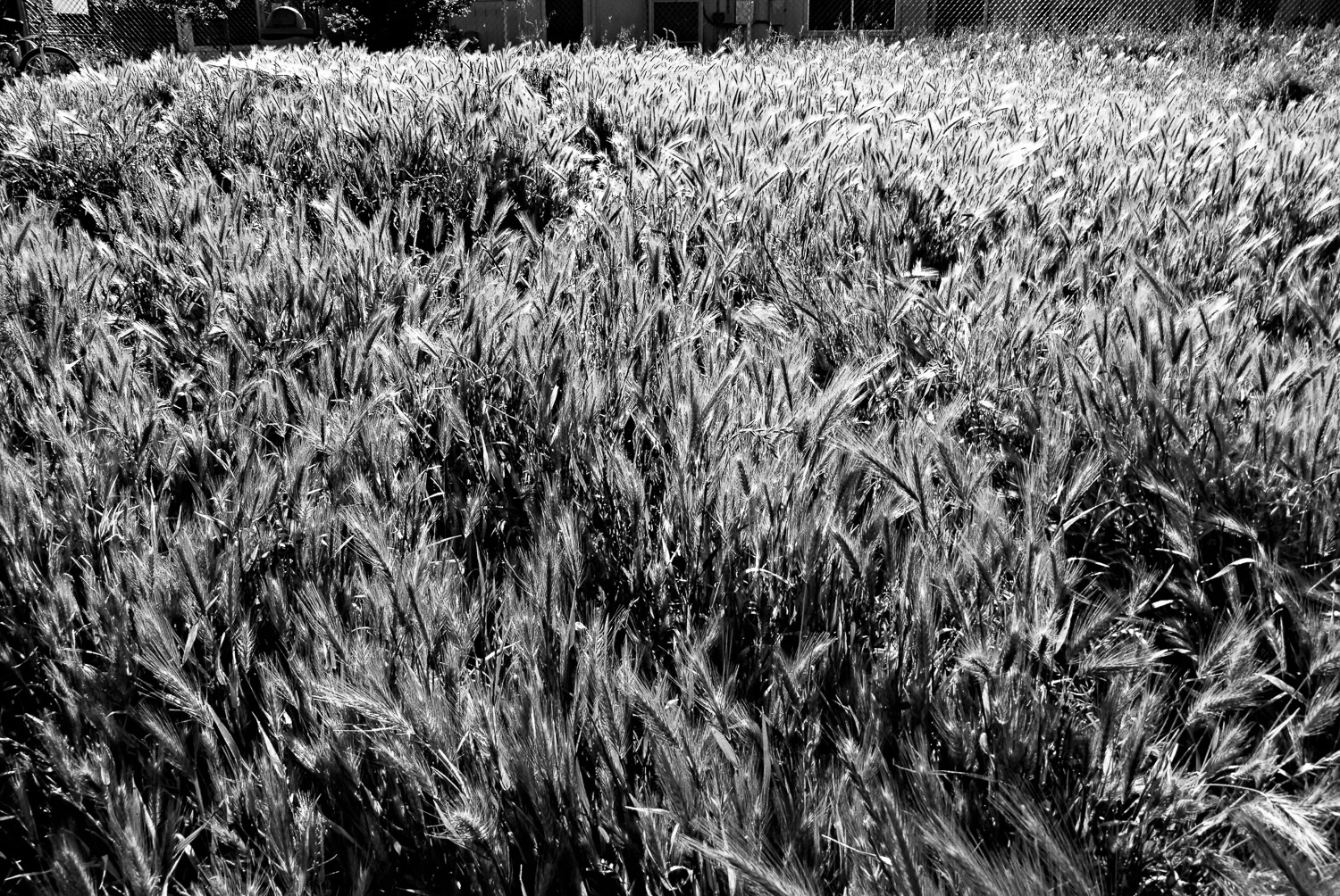 Meanwhile, the Grass Grows