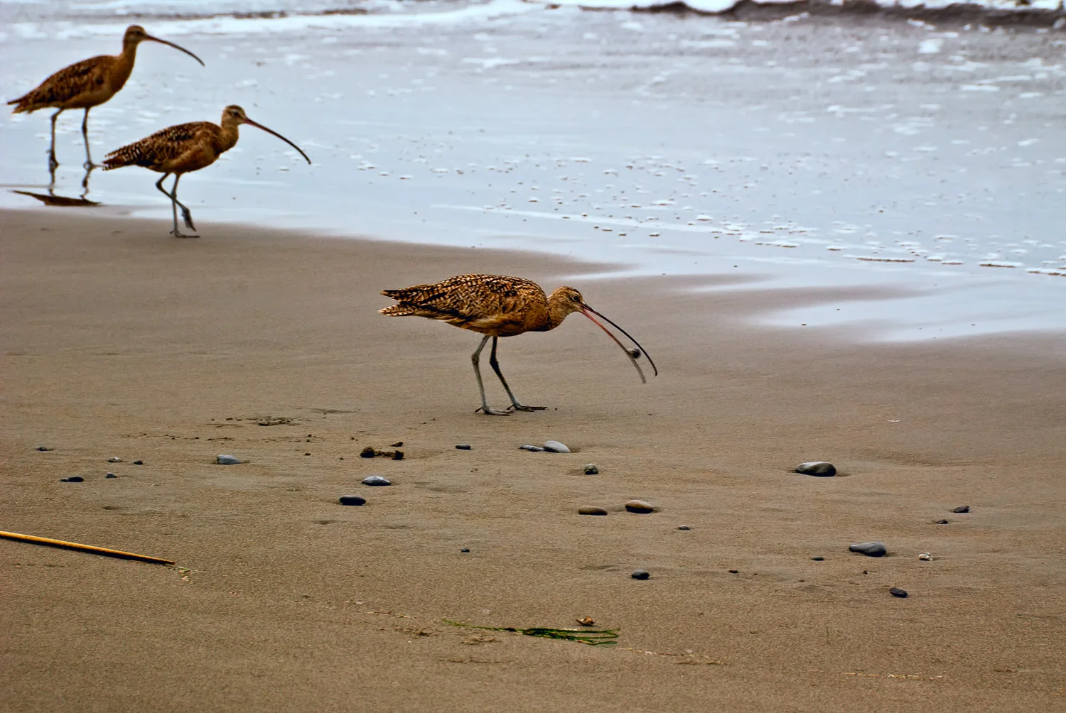 Muir Beach Curlews | Mark Lindsay