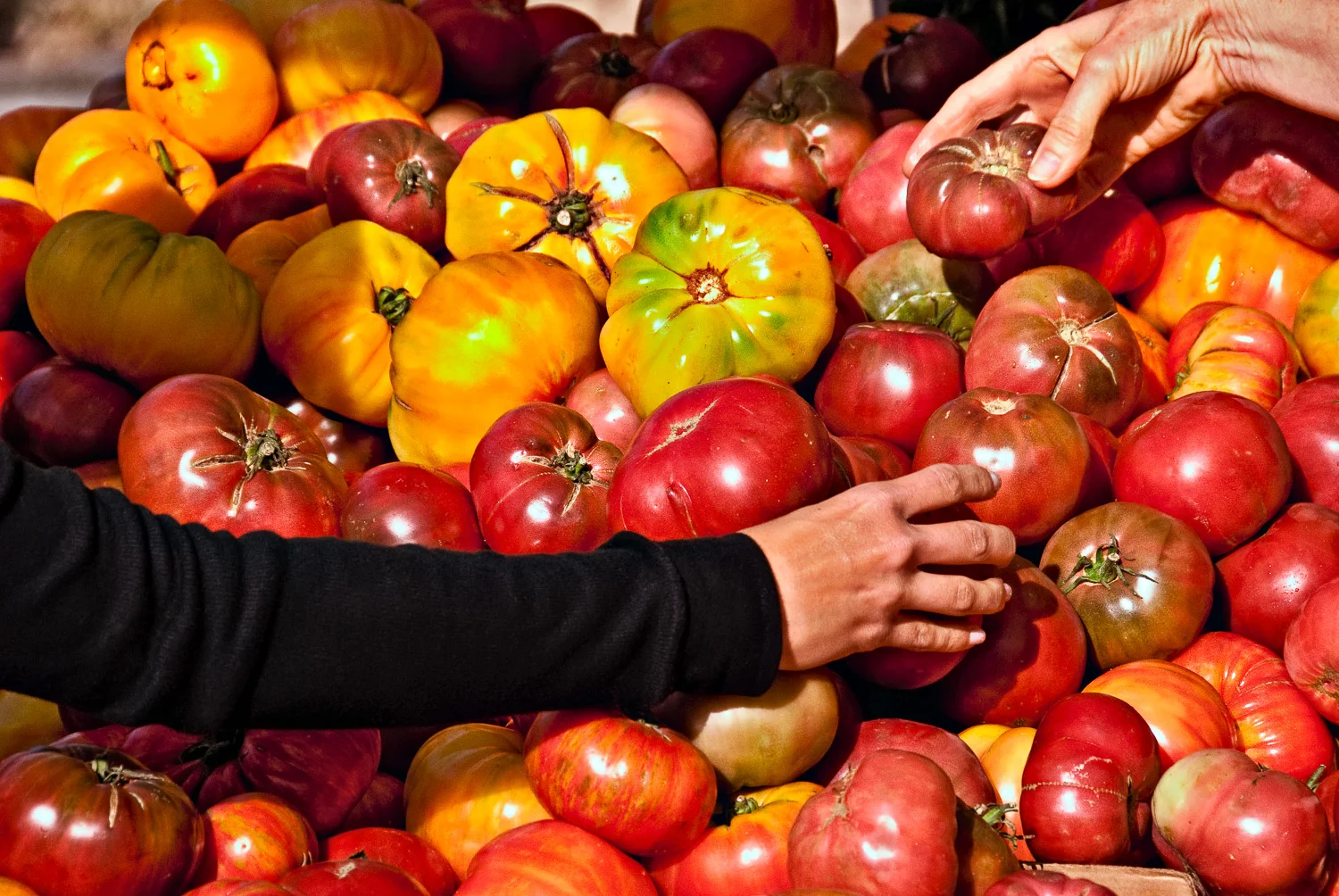 Tomato Hands | Mark Lindsay