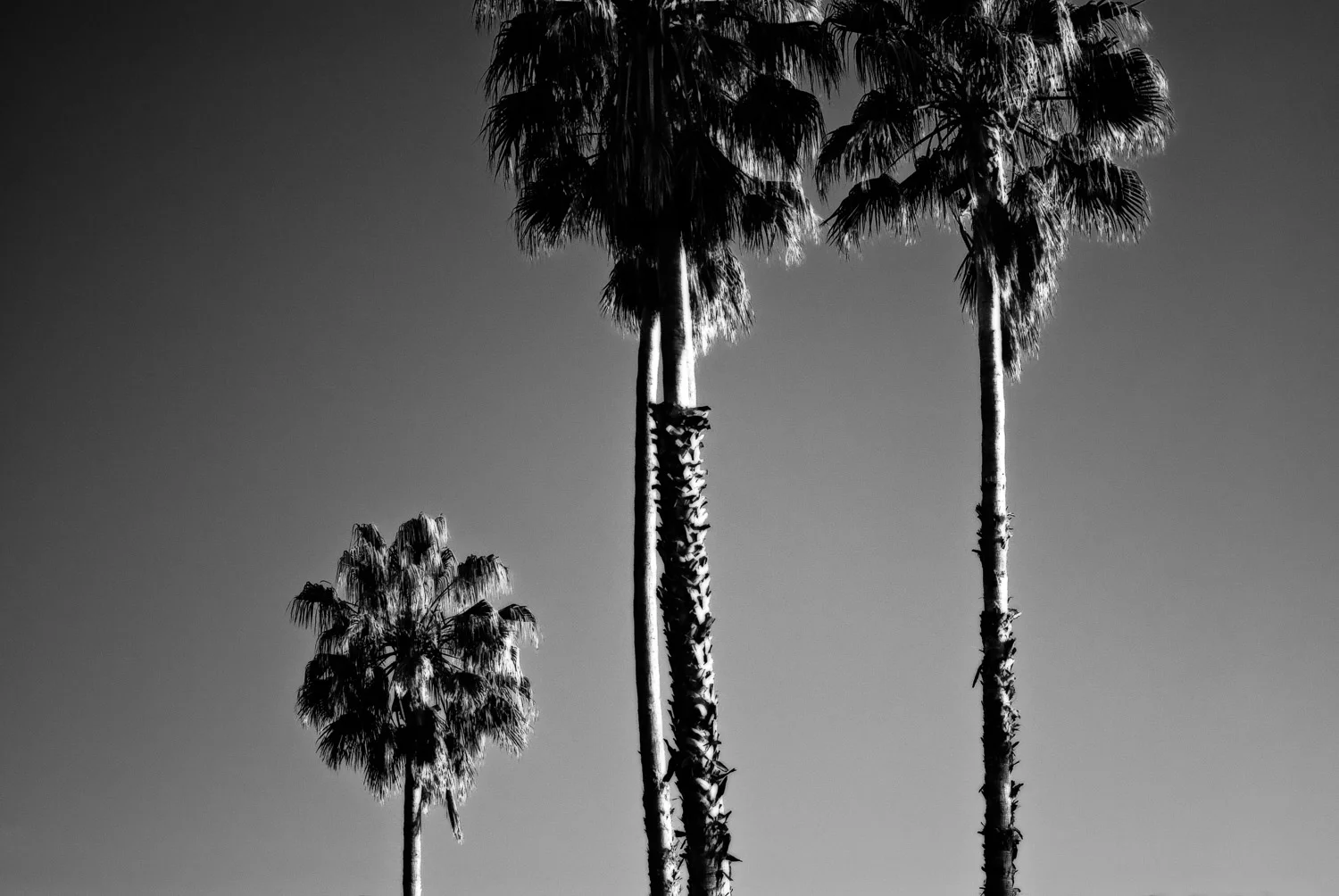 The Three Palms of Suburbia