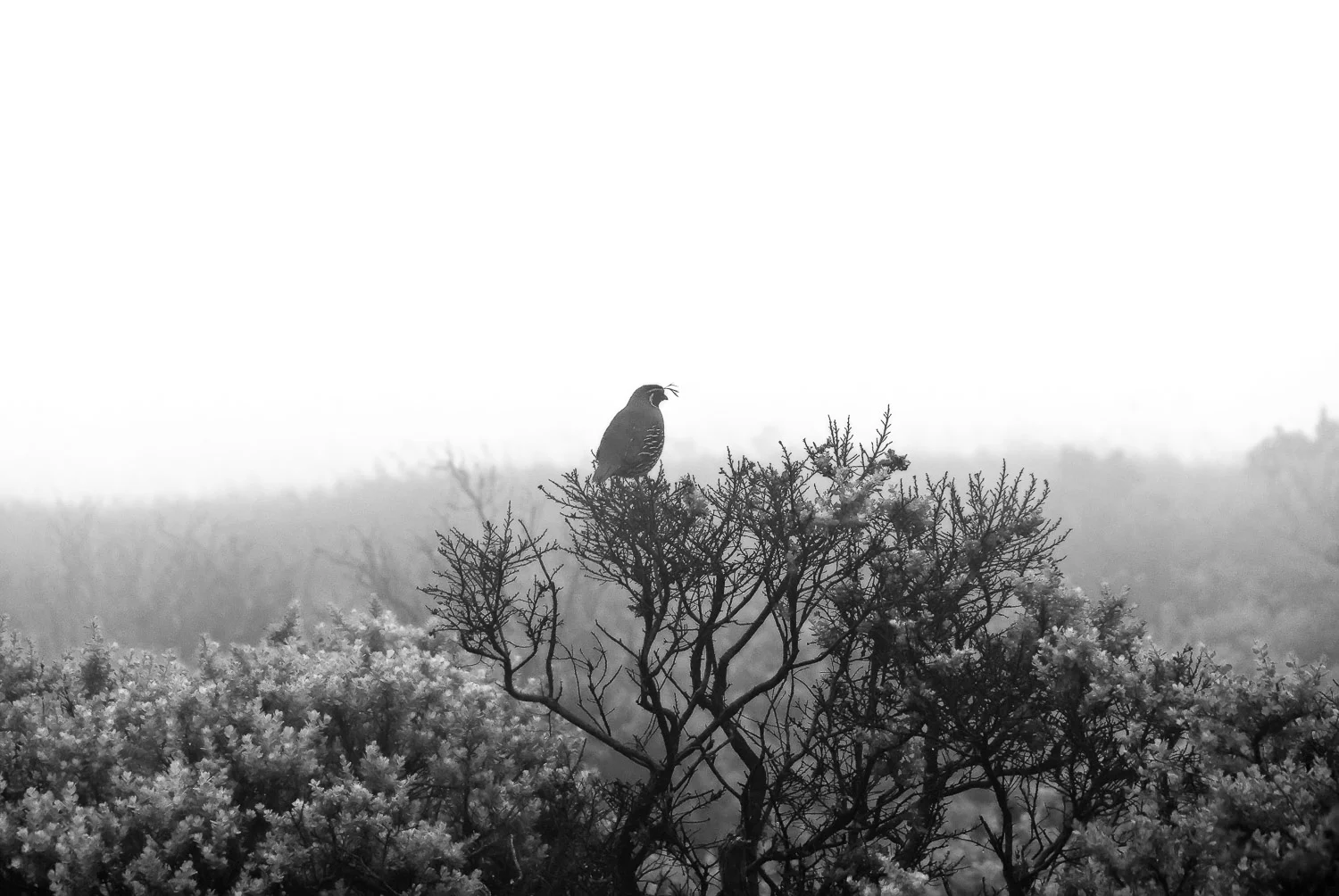 Quail in Fog | Mark Lindsay