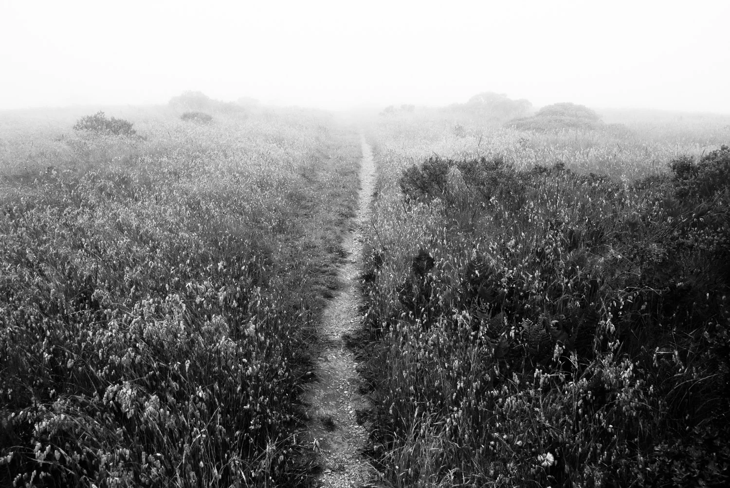 Fog and Trail | Mark Lindsay