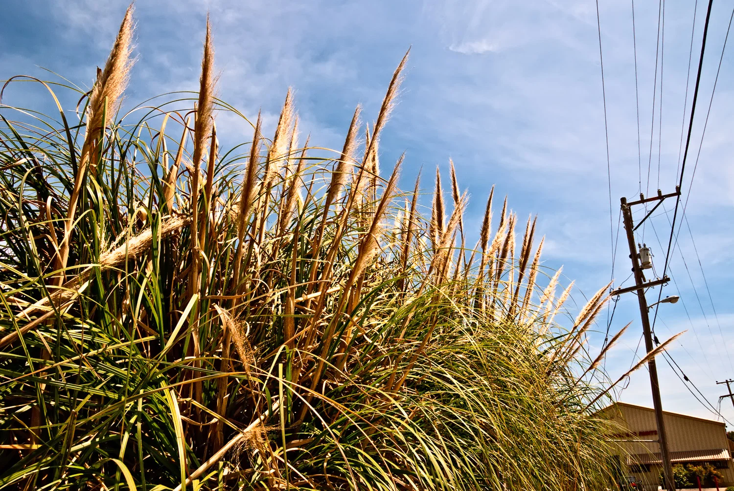 Grass in Wasteland | Mark Lindsay