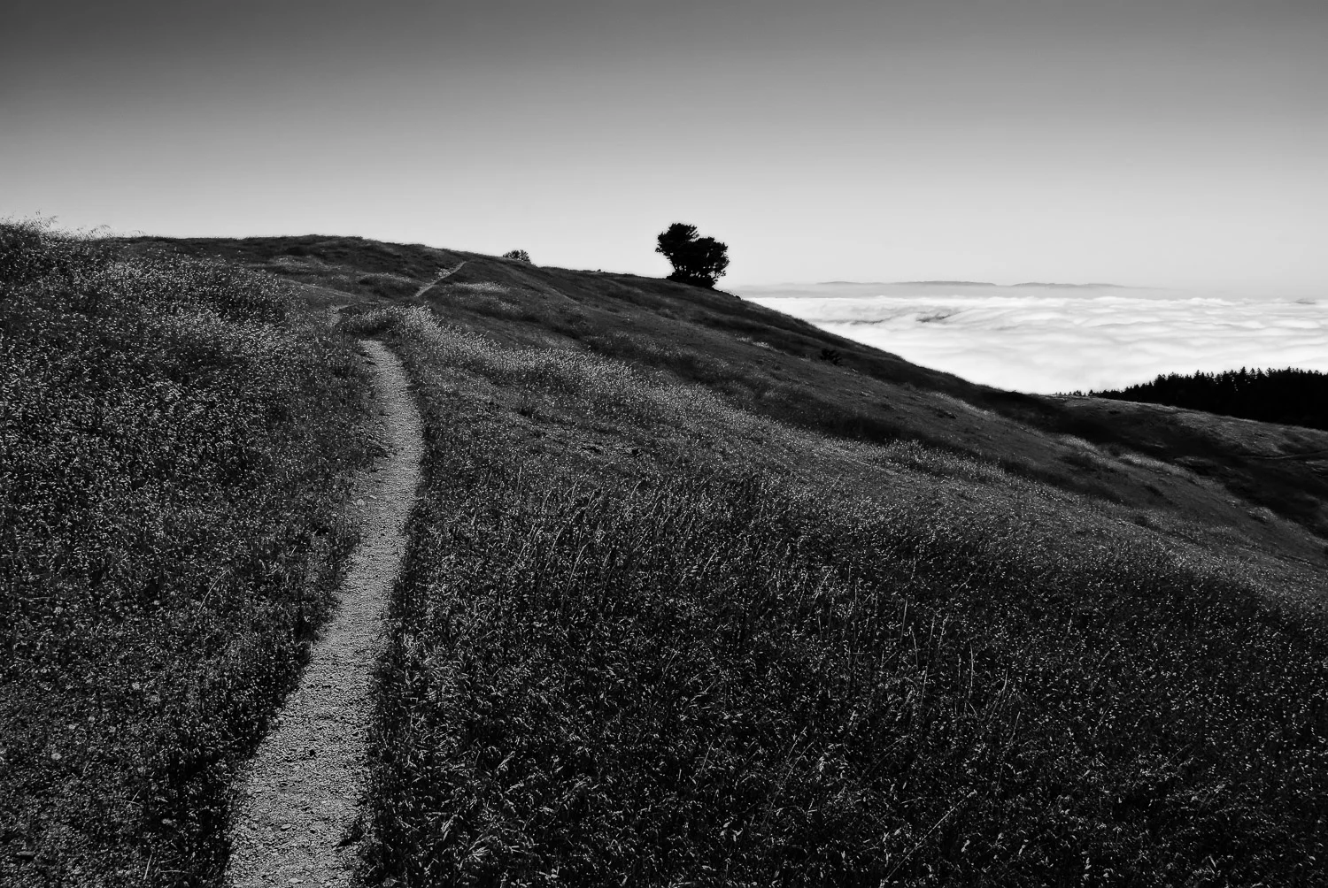 Trail, Tree, and Fog