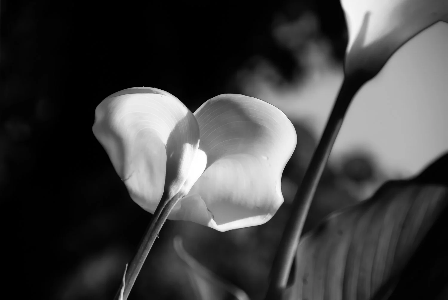Calla Lily Chronicles