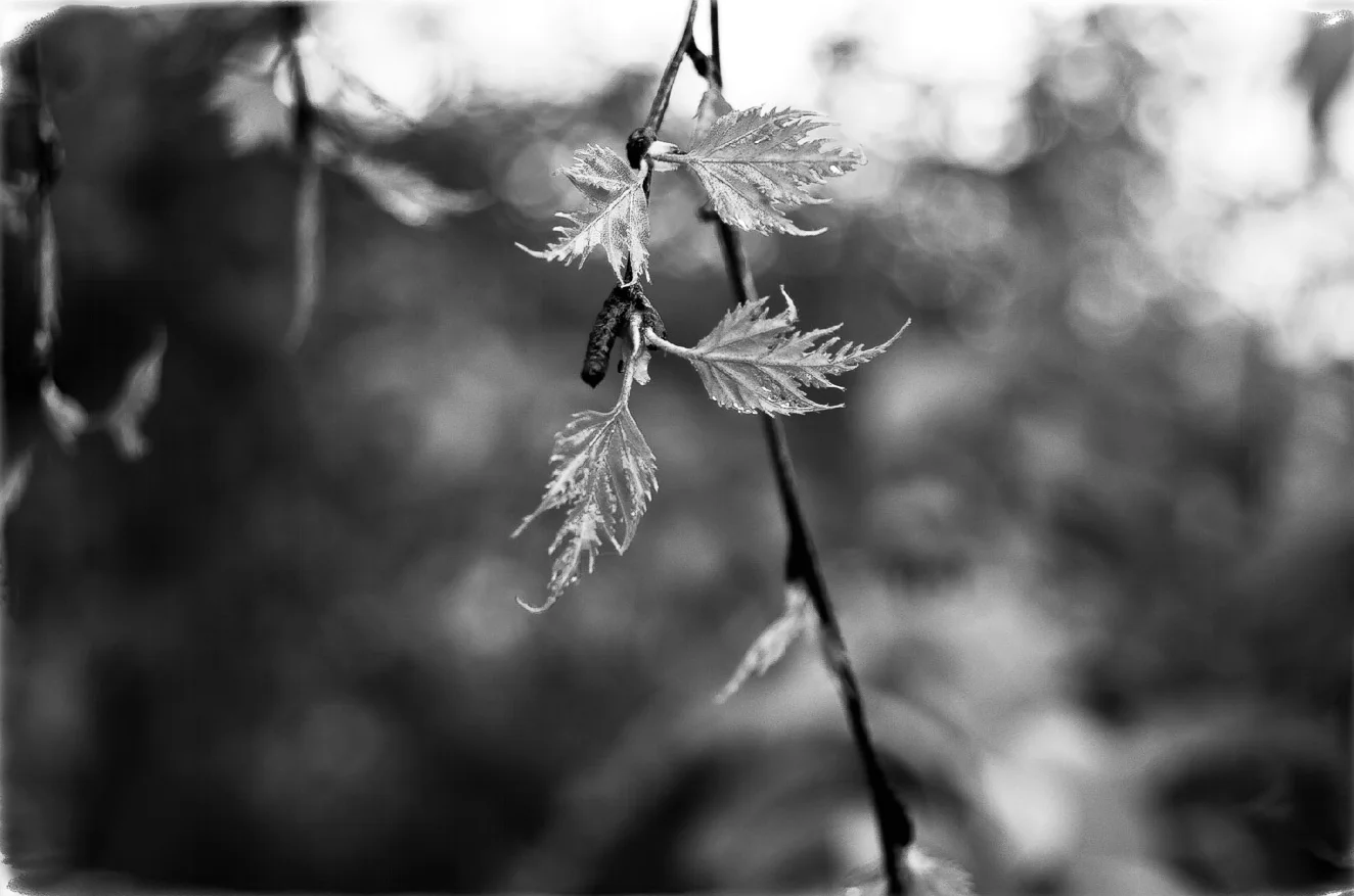 Surprise and Renewal