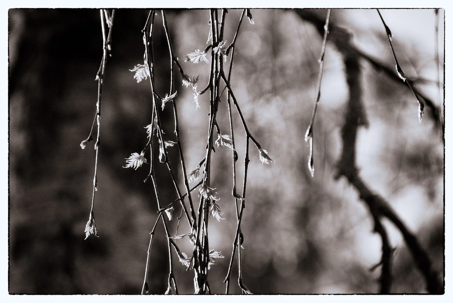 Spring’s First Leaves | Mark Lindsay