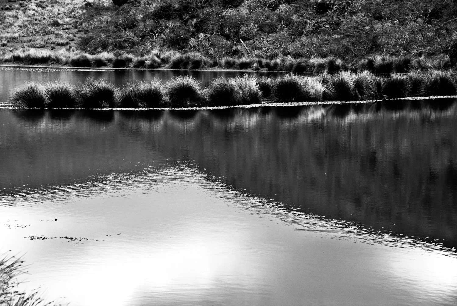 Reflections, Pt. Reyes | Mark Lindsay