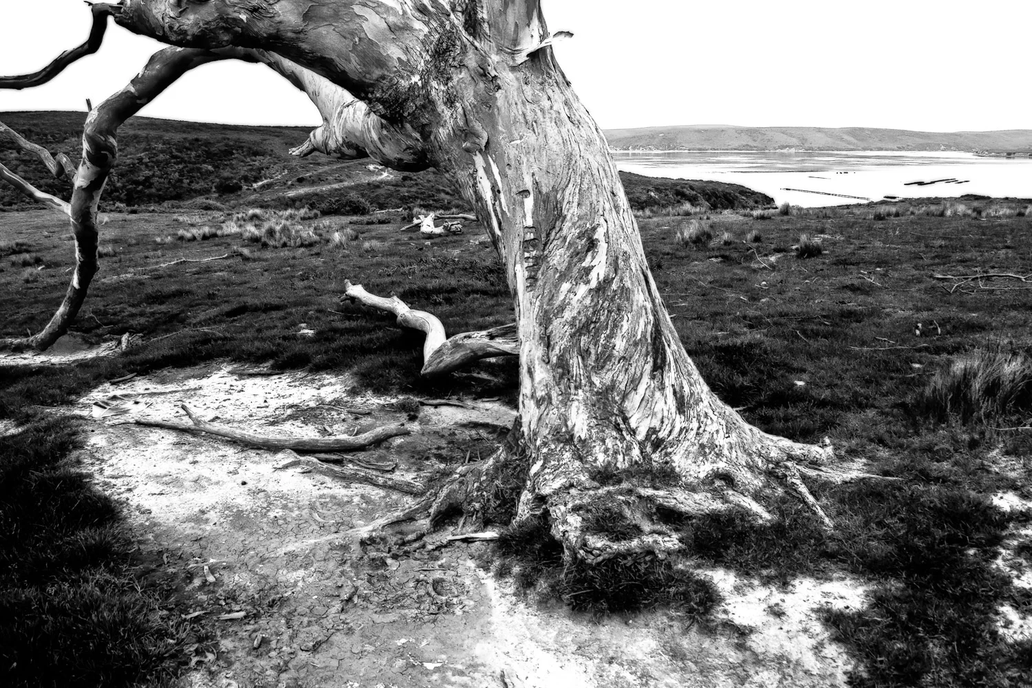 Dream Tree, Pt. Reyes | Mark Lindsay