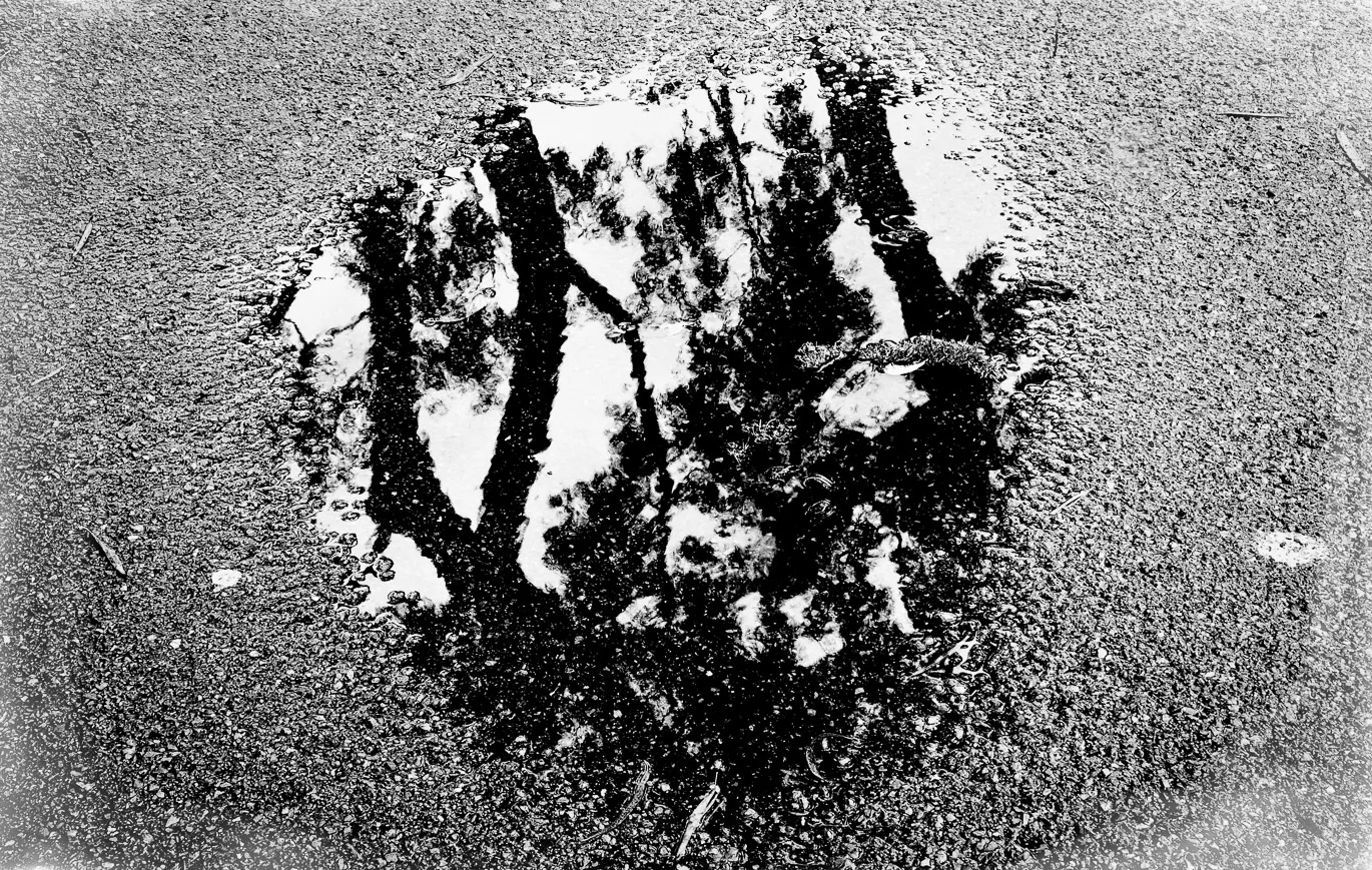 Park Tree Diary Redux