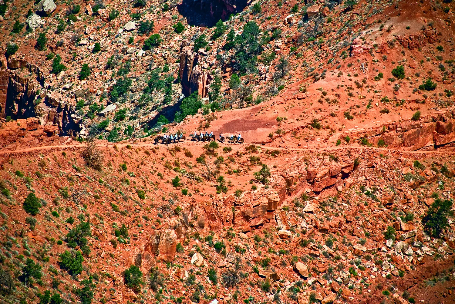 Kaibab