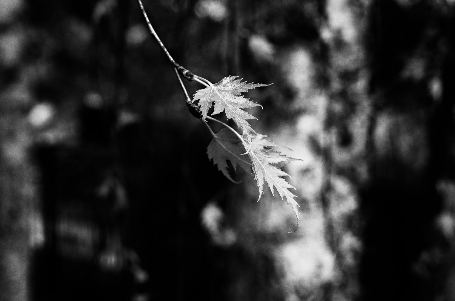 Spring’s Leaves | Mark Lindsay
