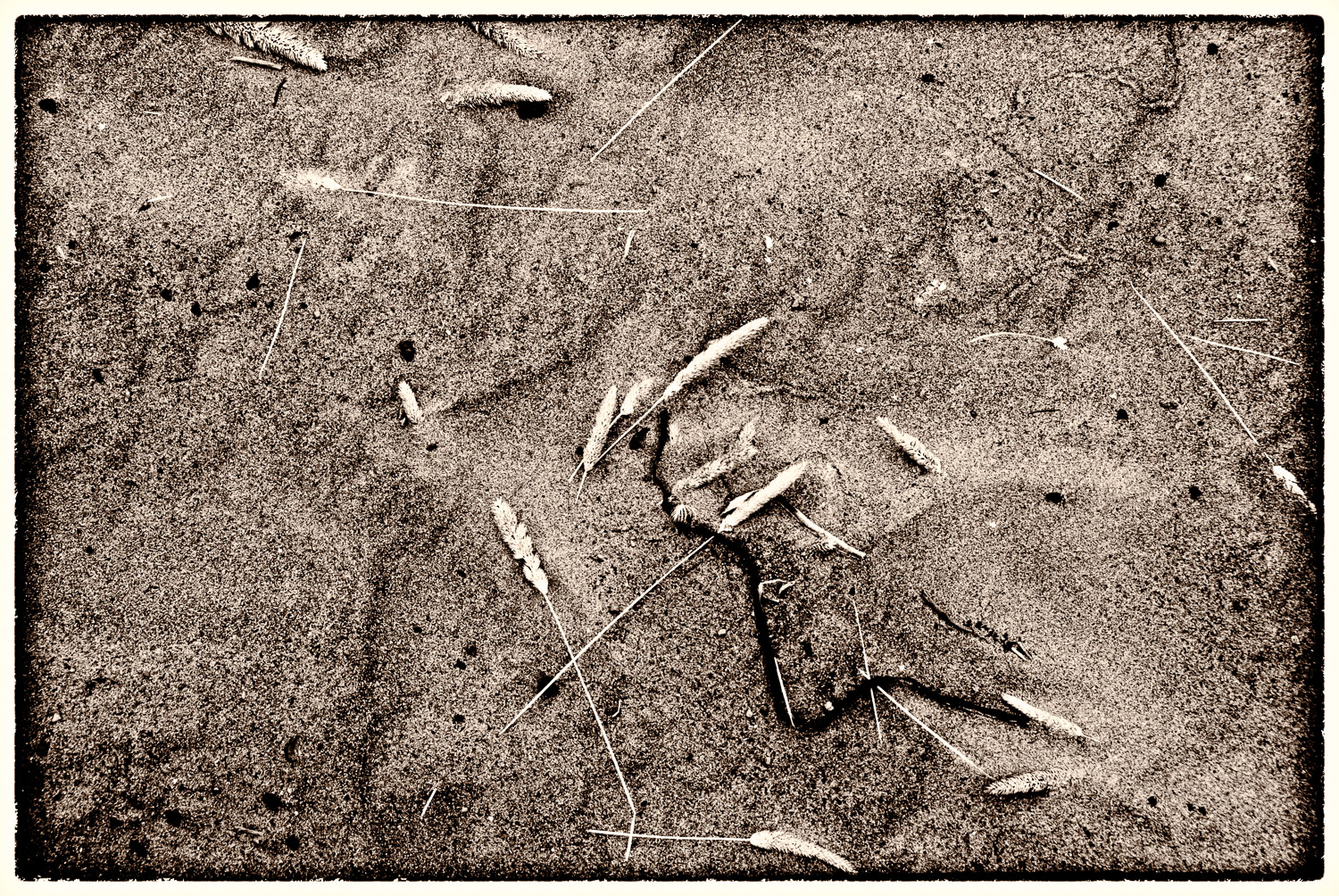 Muir Beach Haiku #10