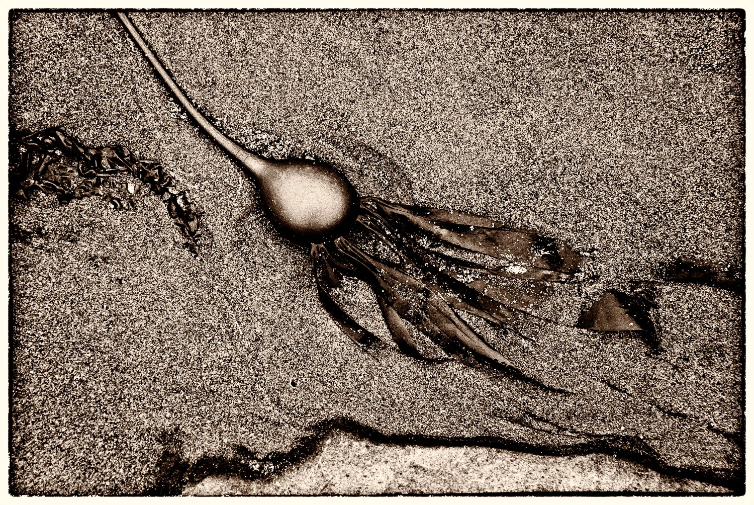 Muir Beach Haiku #11