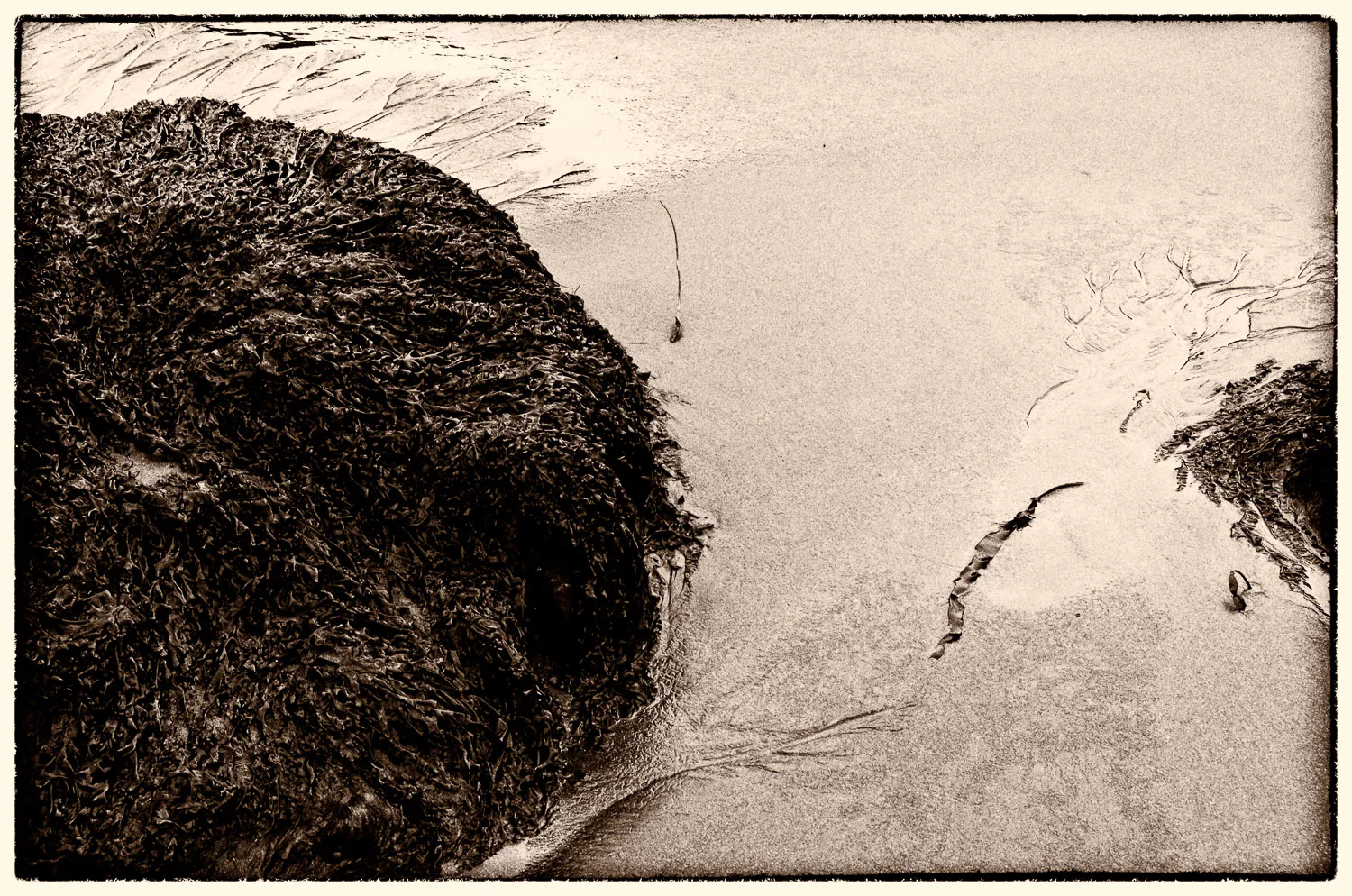 Muir Beach Haiku #12