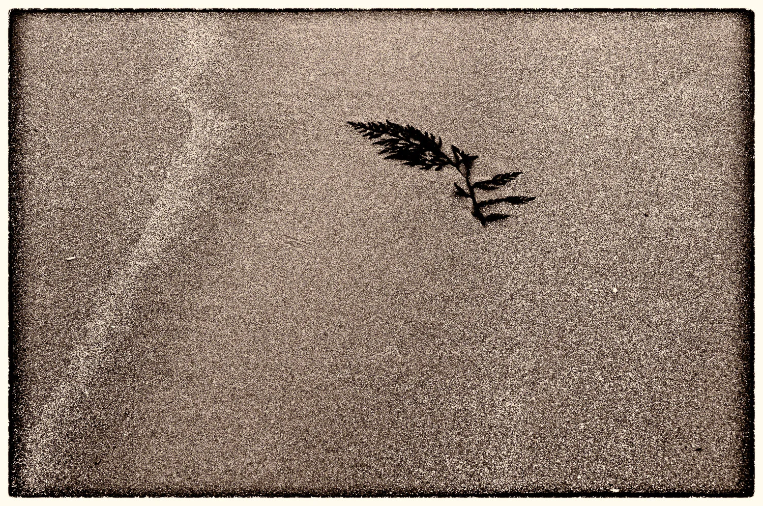 Muir Beach Haiku #14