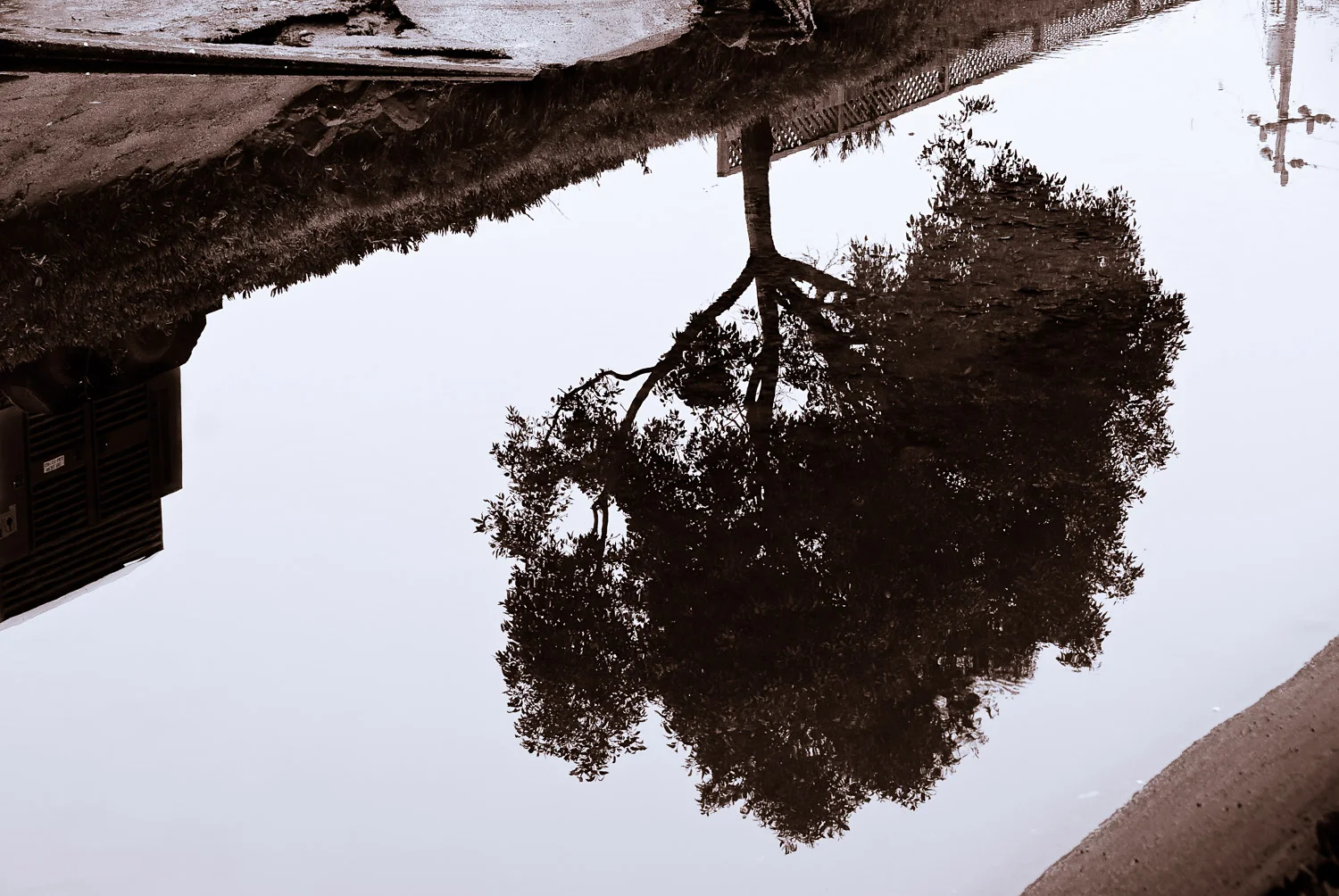 Tree Reflection in Brown | Mark Lindsay