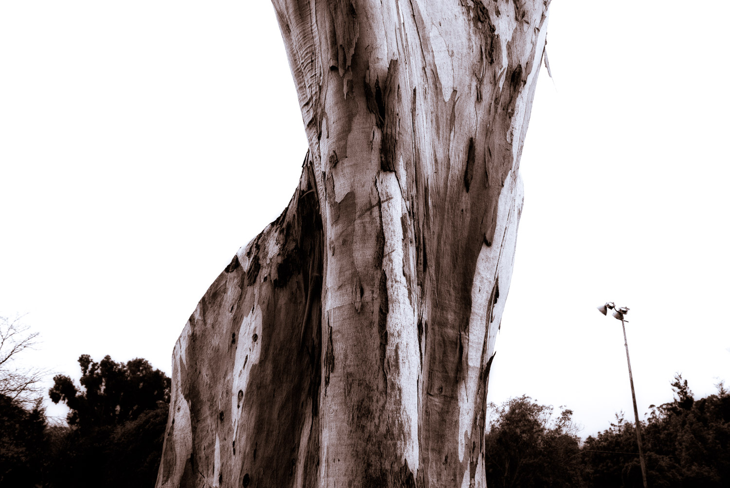 Eucalyptus in Rain | Mark Lindsay