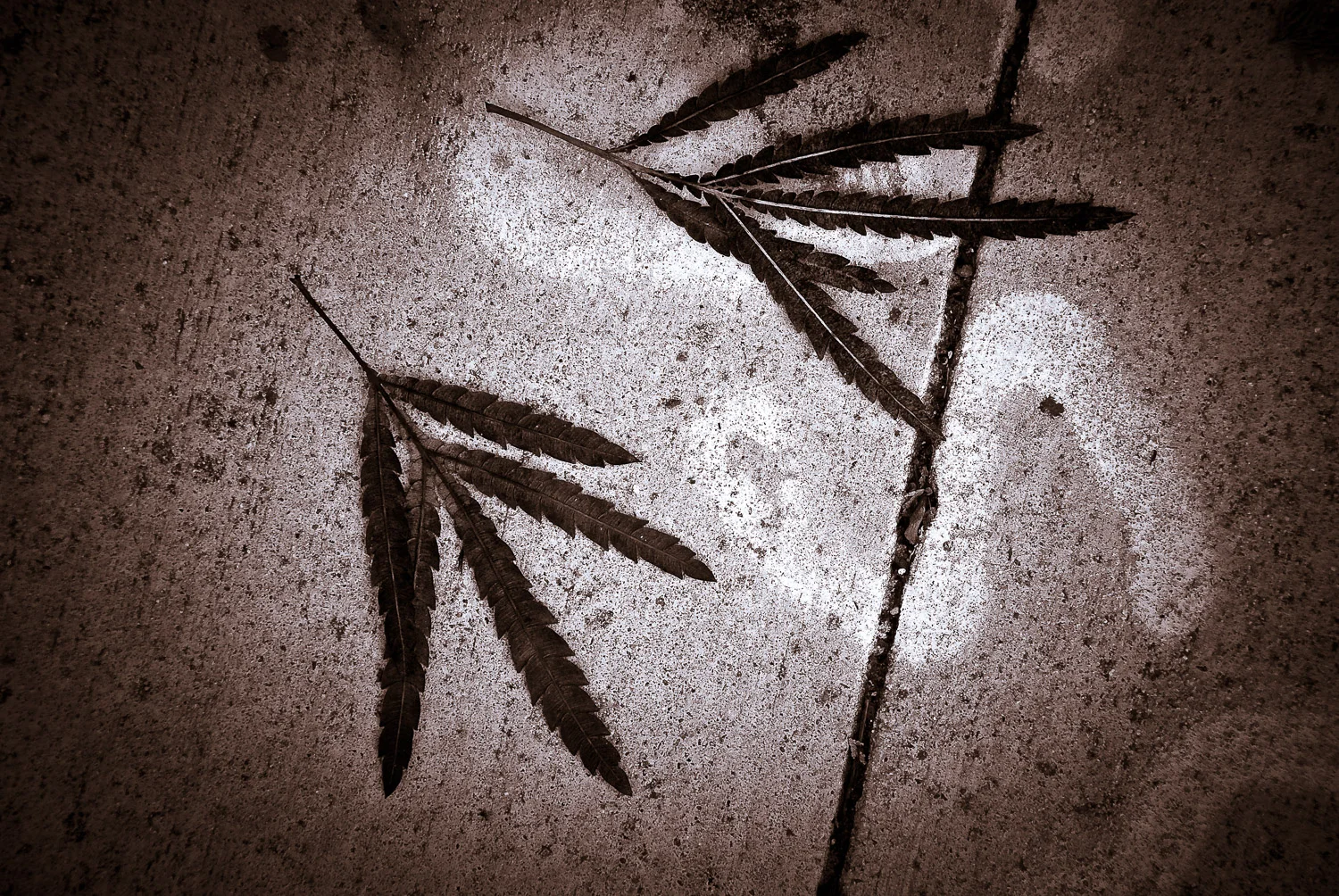 Still Life: Leaves on Concrete | Mark Lindsay