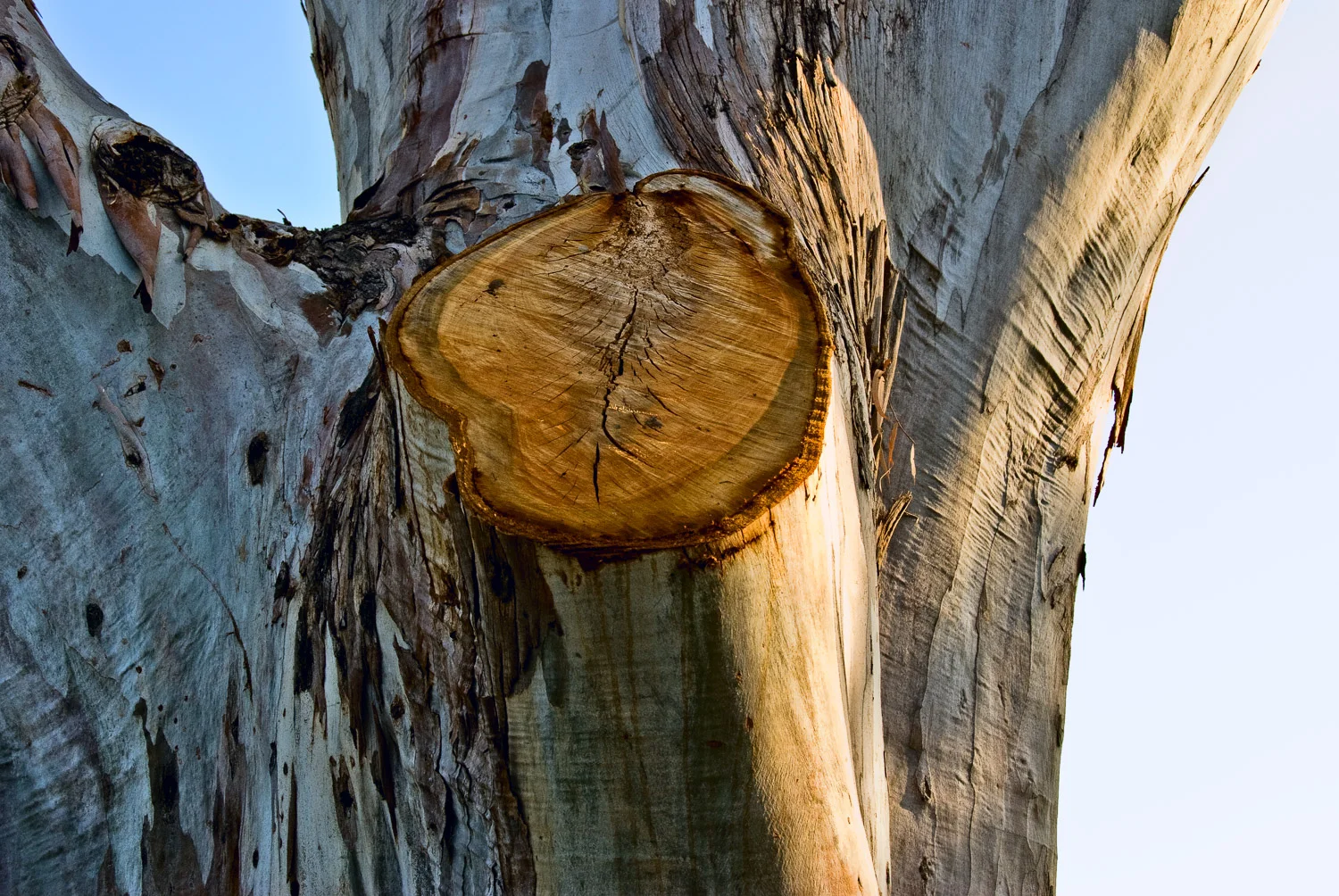 Tree Details | Mark Lindsay