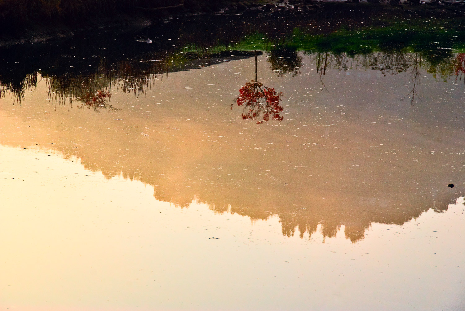 Red Tree in Reflection | Mark Lindsay