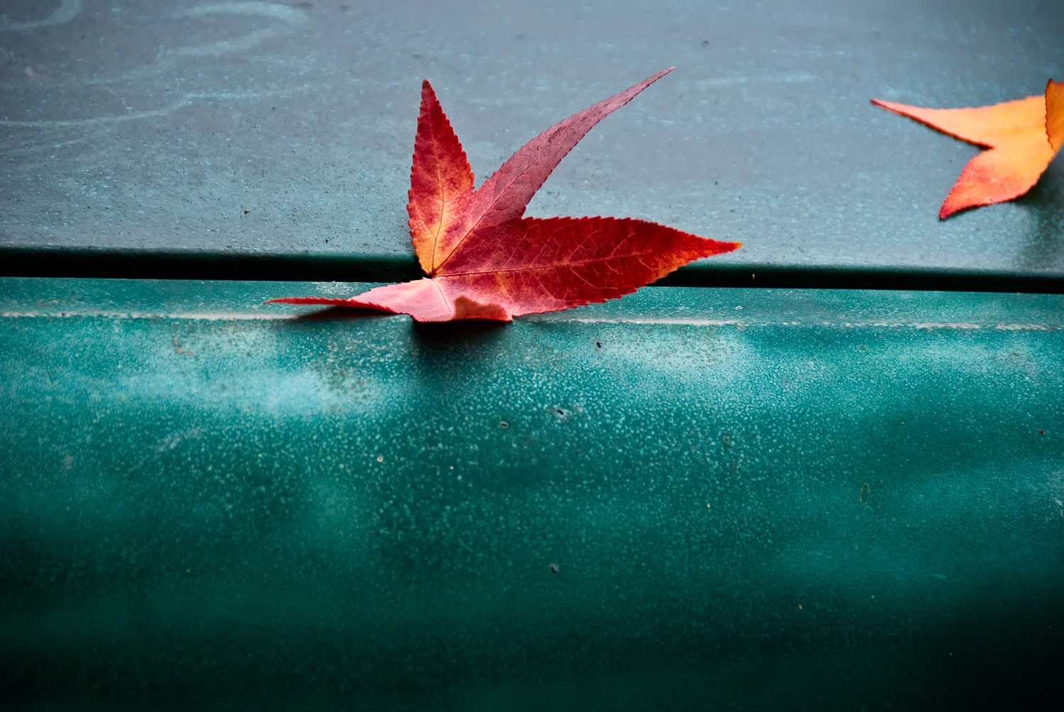 Singular Leaf | Mark Lindsay