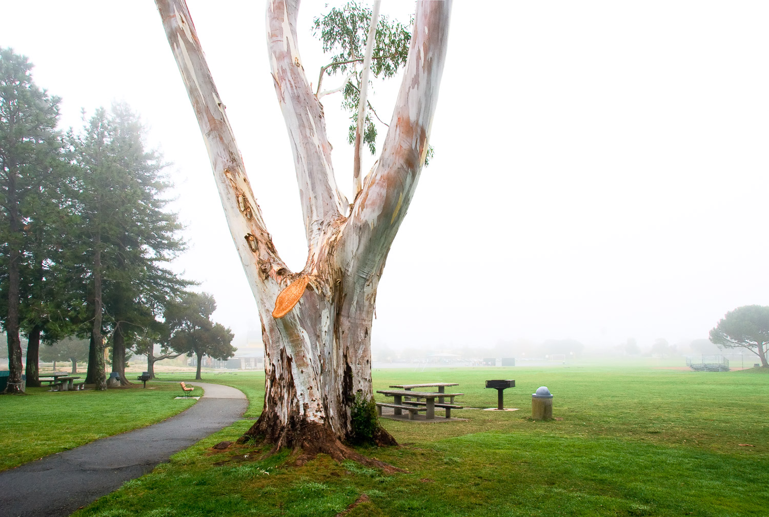 Eucalyptus, Town Park | Mark Lindsay