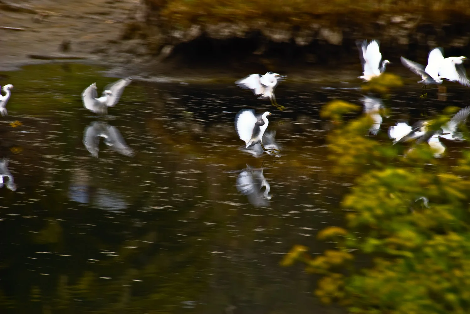 Egrets, Tuesday Morning | Mark Lindsay