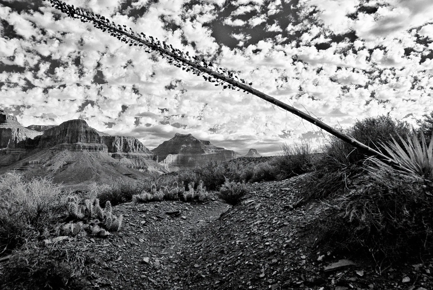 Tonto Trail | Mark Lindsay