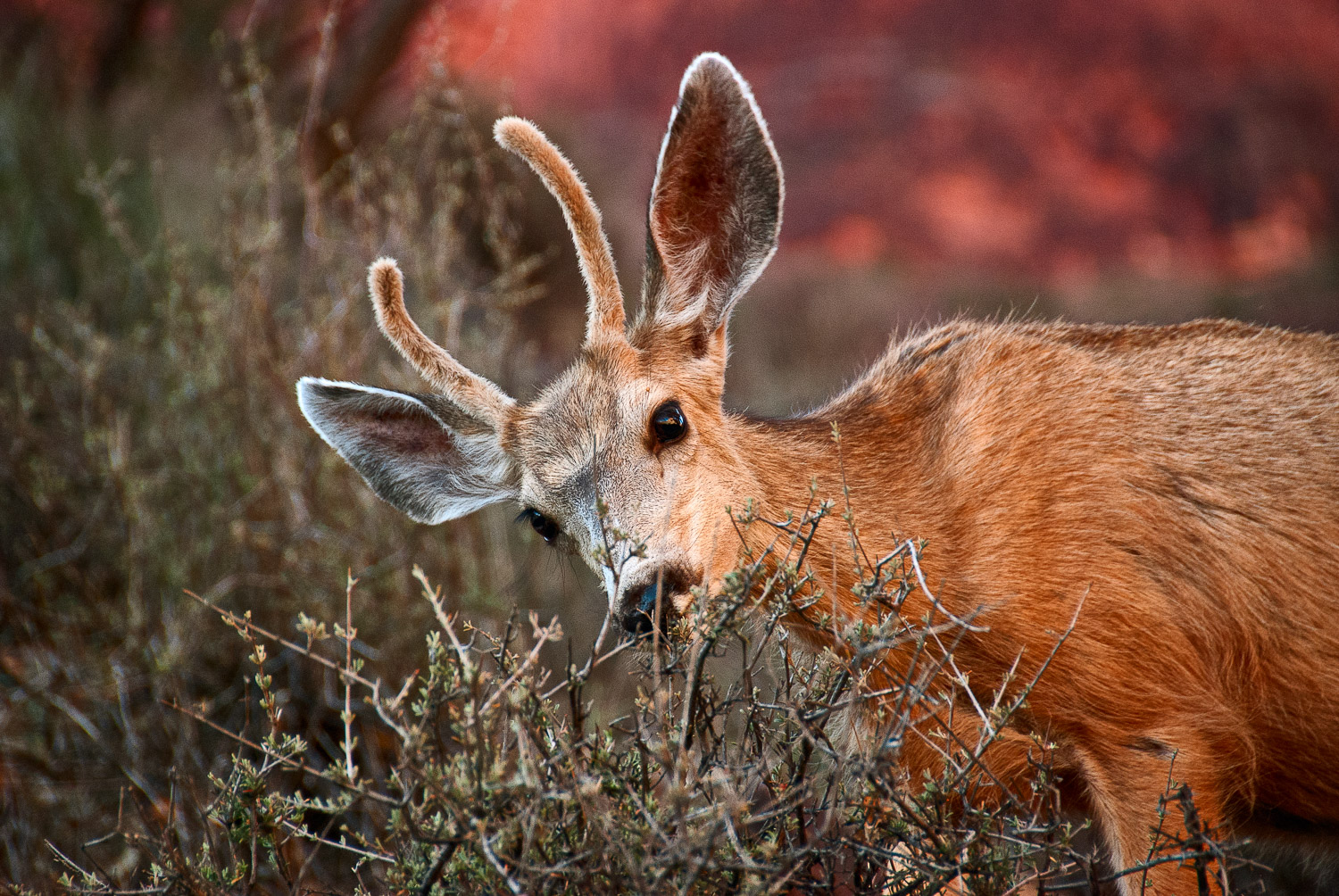 Deer at Indian Gardens, Grand Canyon | Mark Lindsay