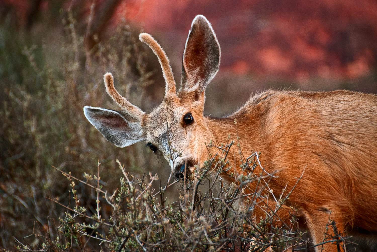 Along the Path; A Visitor