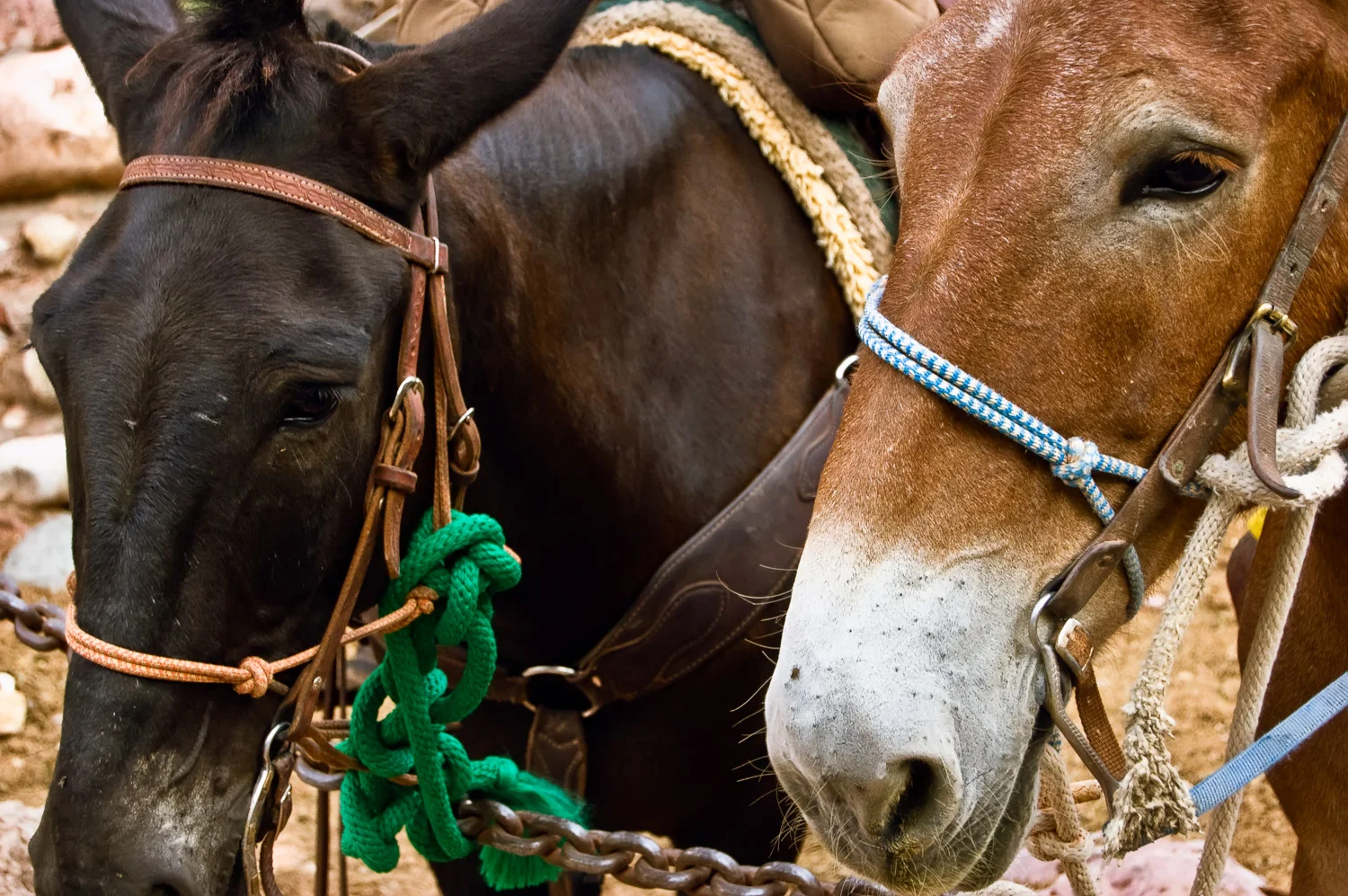 Mules at Phantom Ranch, Grand Canyon | Mark Lindsay