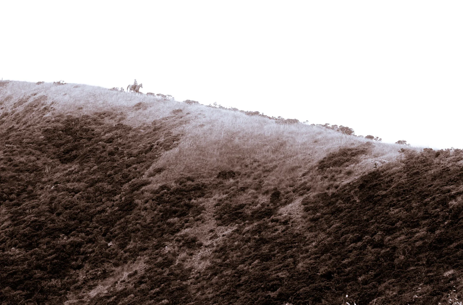 A Horse and the Coastal Trail