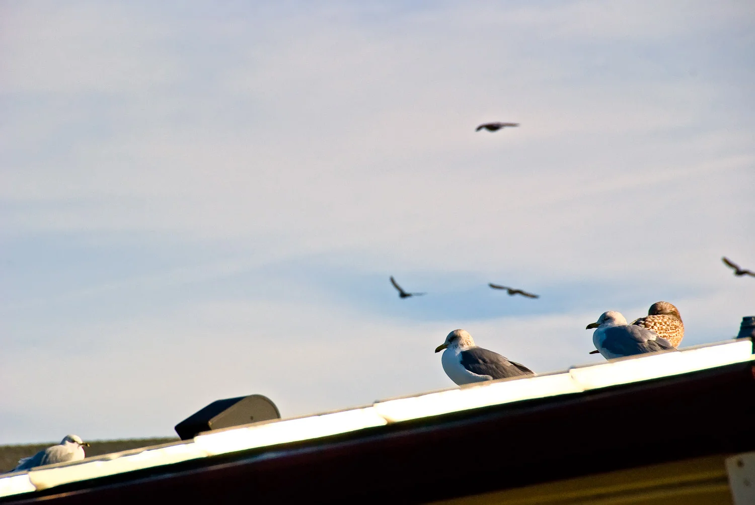 Bird Frenzy, Corte Madera | Mark Lindsay