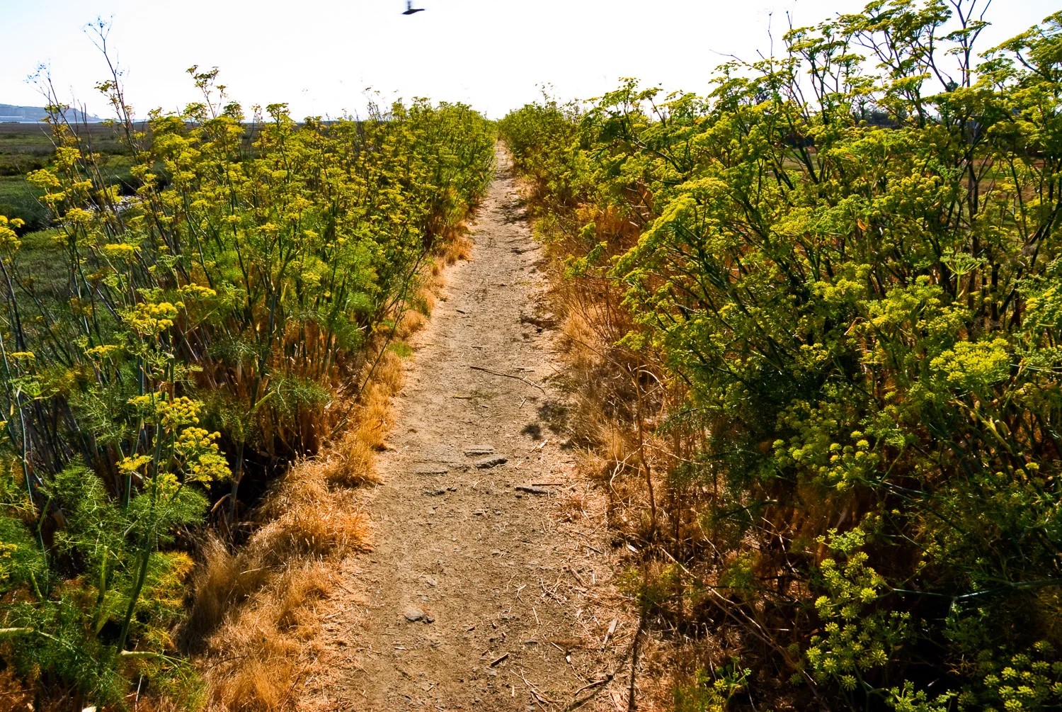 Fennel Forest, Corte Madera Marsh | Mark Lindsay