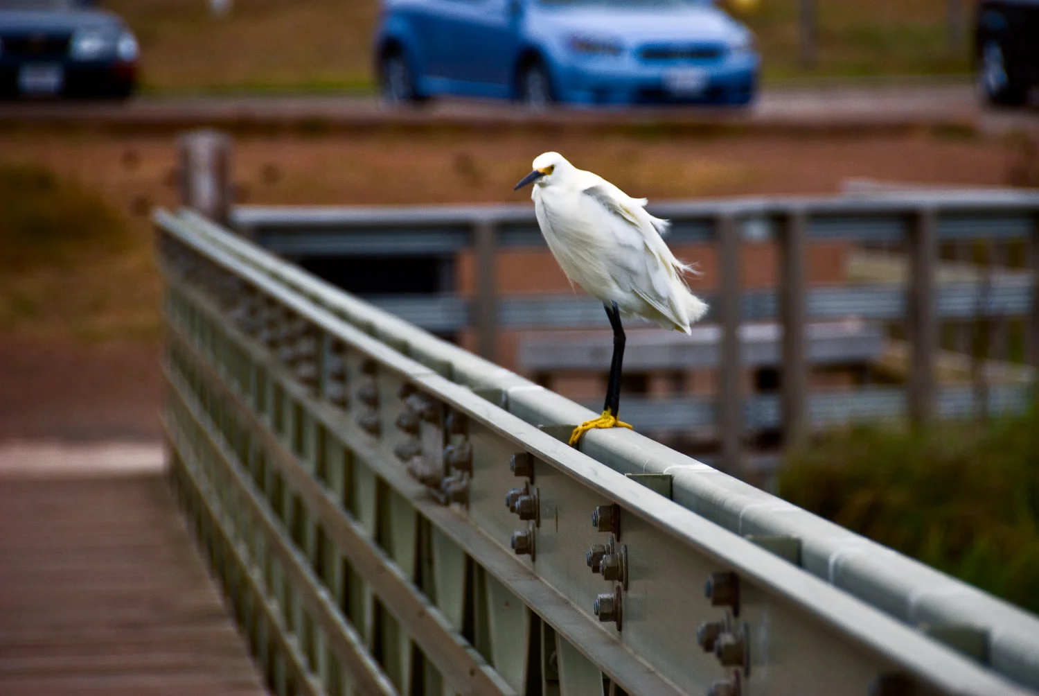 Bird on Bridge | Mark Lindsay