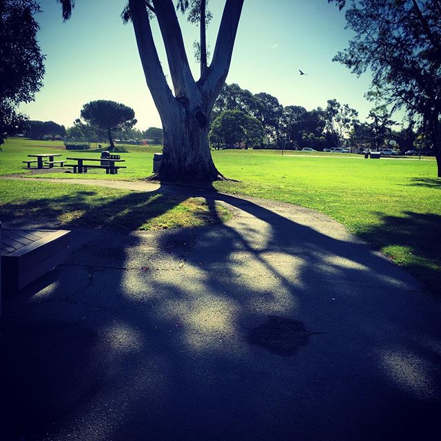 Town Park Tree