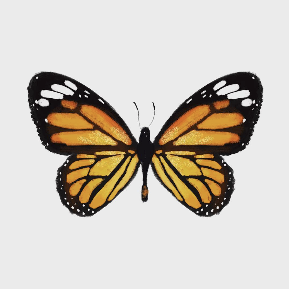 Screen Shot 2018-07-27 at 10.58.02 AM.png
