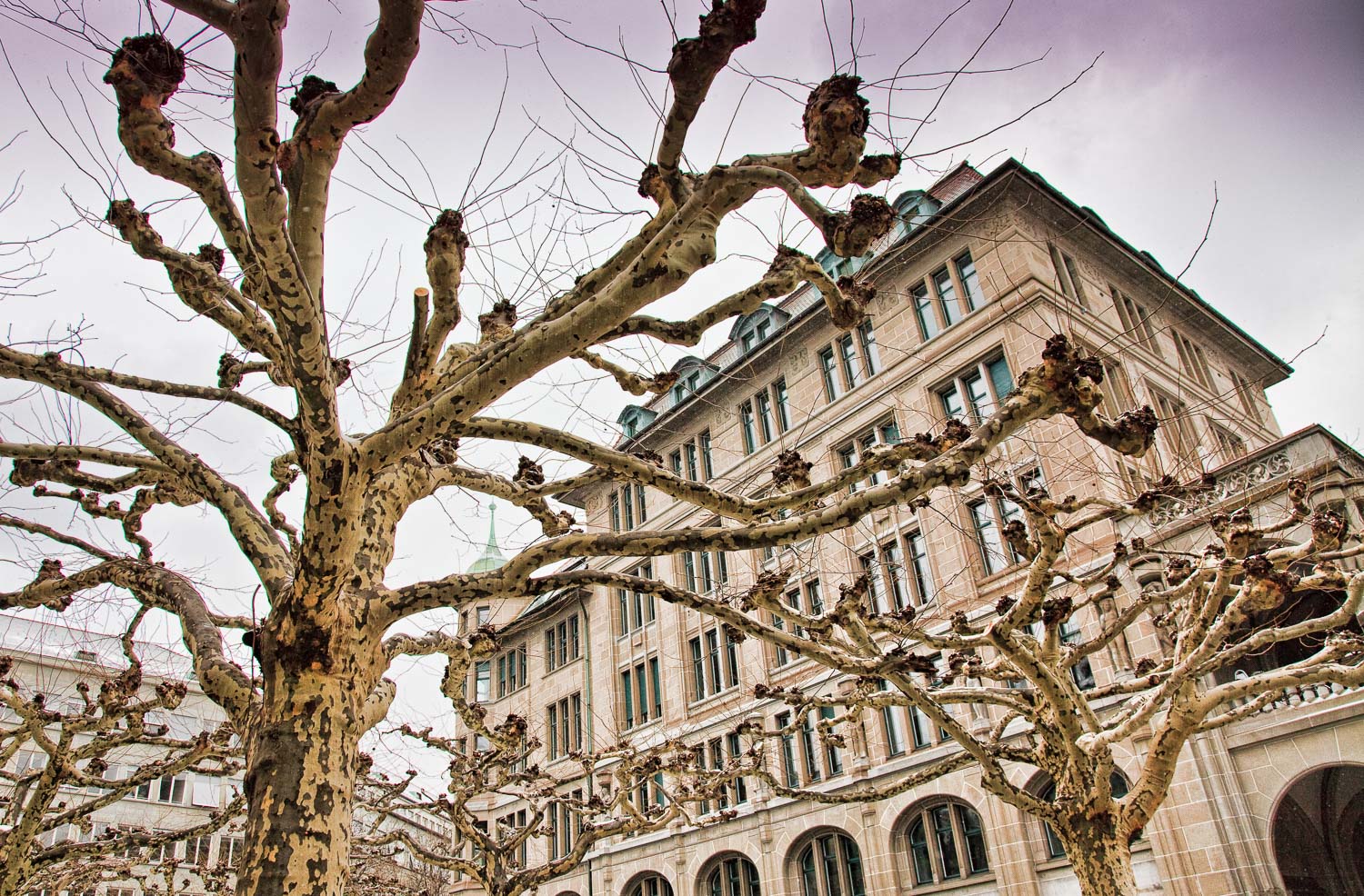 Zurich Trees.