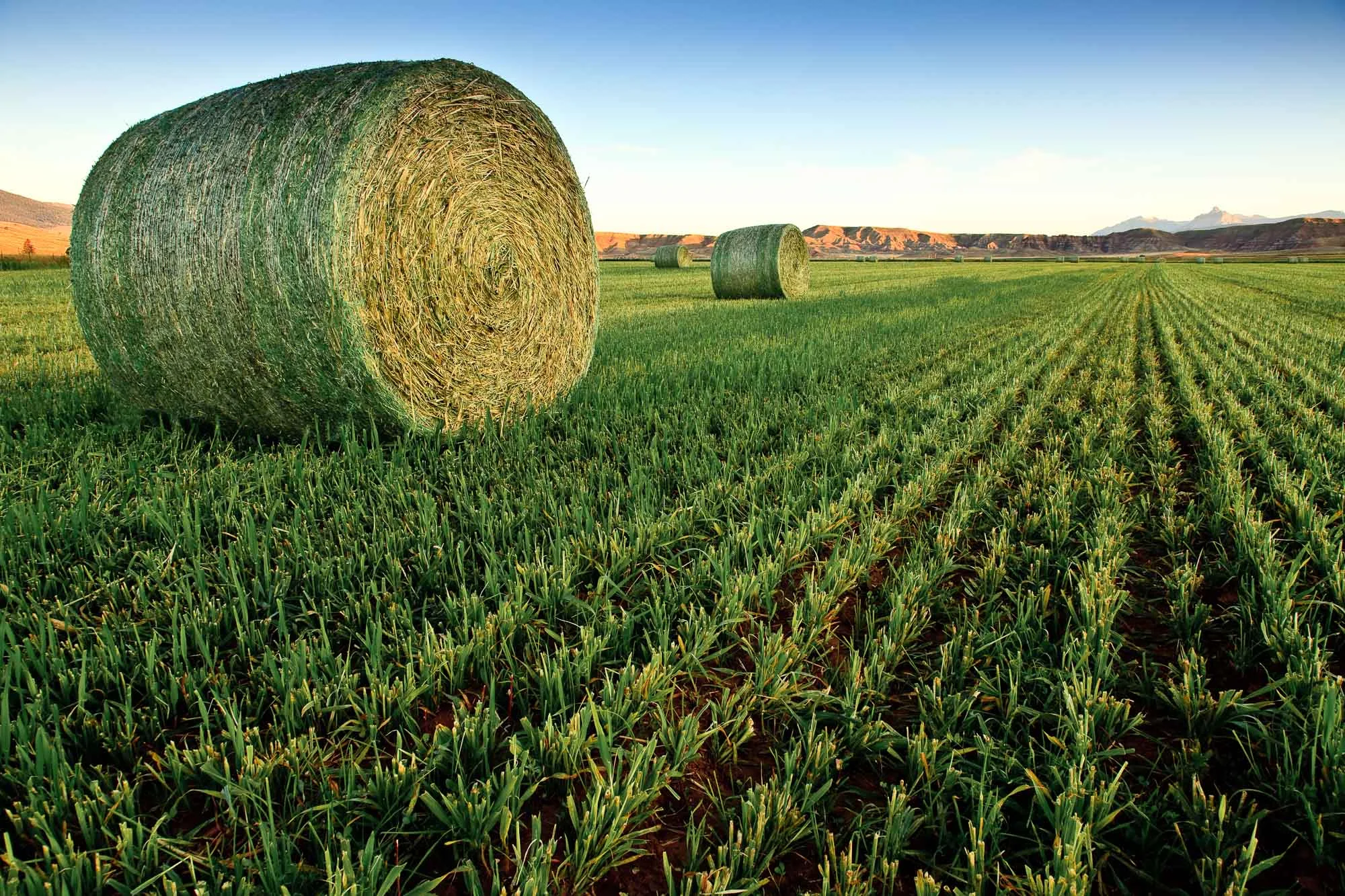 cclemens_portfolio_landscape-01.jpg